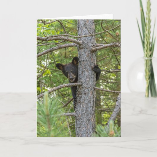 Carte Ourson grimpe à un arbre (Devant)