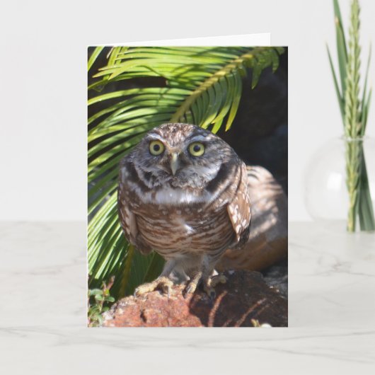 Carte Owl greeting card (Devant)