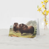 Carte Ox musqué (Ovibos moschatus) (Fleur jaune)