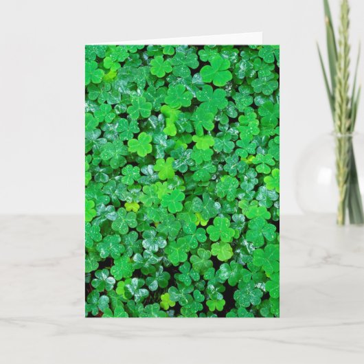 Carte Oxalis des bois au printemps (Devant)
