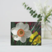 Carte Pair of Daffodils Pink and Yellow Spring Flowers (Debout devant)