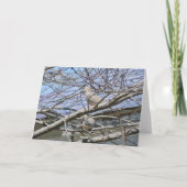 Carte Paire De Dove Entre Les Branches, BON ANNIVERSAIRE (Dos)