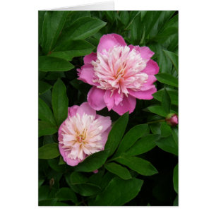 Carte - Paire de Peonies roses 2 tons