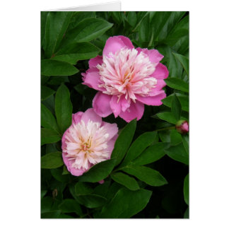 Carte - Paire de Peonies roses 2 tons