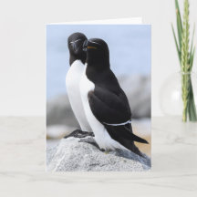 Paire de Razorbill