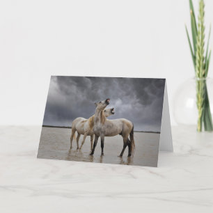 Carte Paire d'étalons de chevaux de Camargue, sud de la