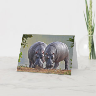 Carte Paire d'hippopotames