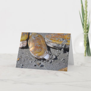 Carte Palourdes de rasoir