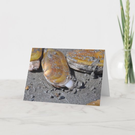 Carte Palourdes de rasoir (Devant)