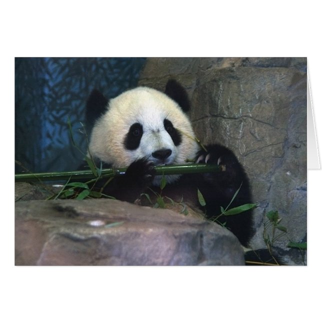Carte Panda (Devant horizontal)
