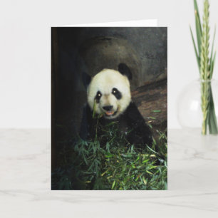 Carte Panda