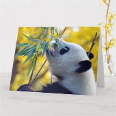 Carte Panda Bear mangeant du bambou (Fleur jaune)