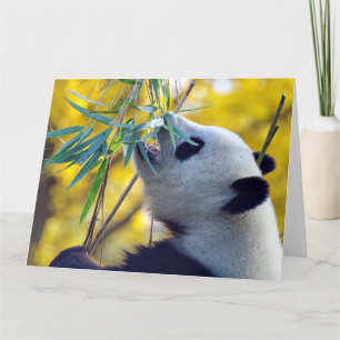 Carte Panda Bear mangeant du bambou