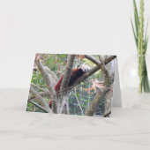 Carte Panda rouge (Devant)