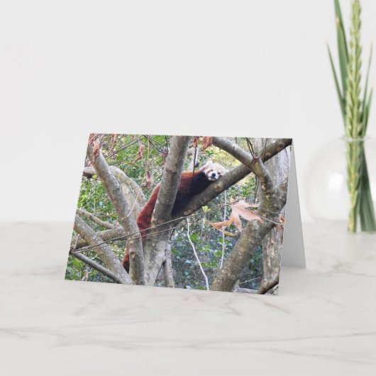 Carte Panda rouge (Devant)