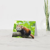 Carte Panda rouge (Devant)