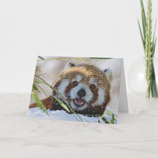 Carte Panda rouge (Devant)
