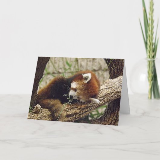 Carte Panda rouge dormant mignon avec nourriture dans sa (Devant)