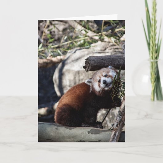 Carte Panda rouge et bambou (Devant)