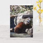 Carte Panda rouge et bambou (Fleur jaune)