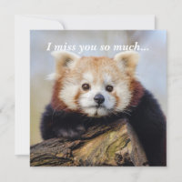 Panda Rouge Mignonne Vous Manque Tellement