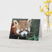 Carte Panda rouge, zoo de Taronga, Sydney, Australie (Fleur jaune)