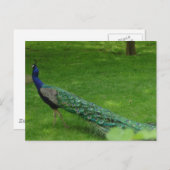 Carte paon colorée (Devant / Derrière)