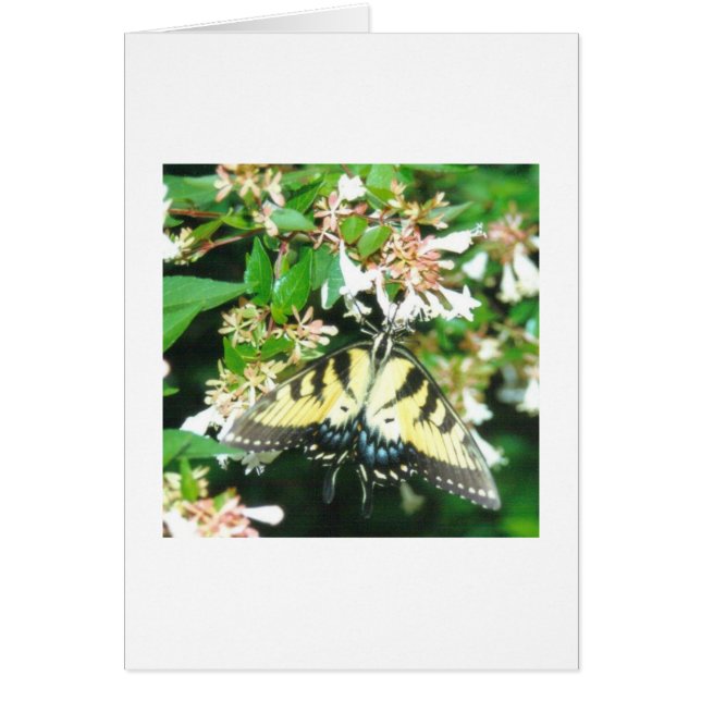 Carte papillon (Devant)