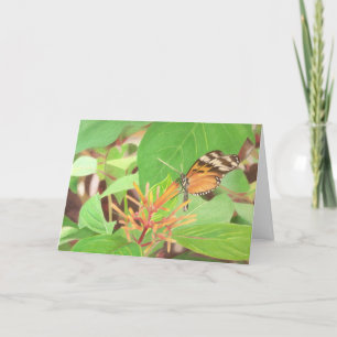 Carte Papillon