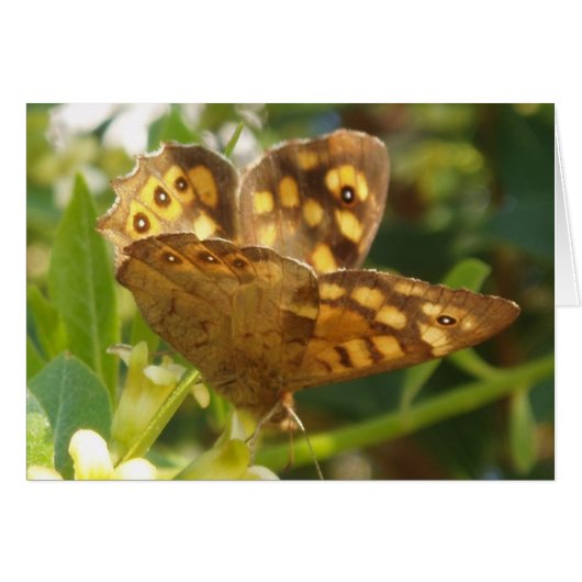 Carte Papillon (Devant horizontal)
