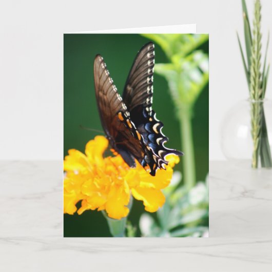 Carte Papillon (Devant)