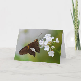 Carte Papillon
