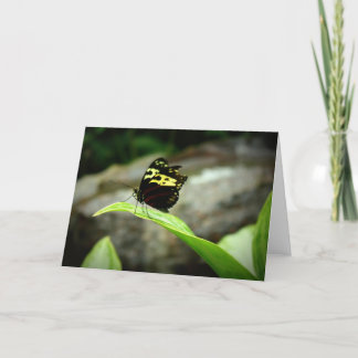 Carte Papillon