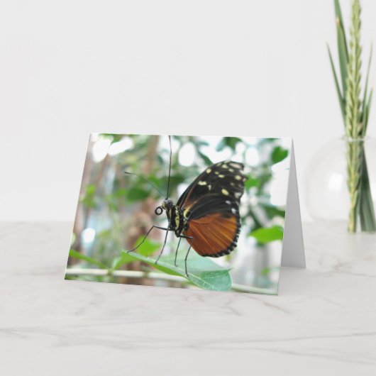 Carte Papillon #1 (Devant)