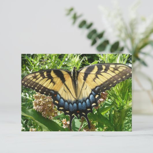 Carte Papillon à queue d'aronde II à Shenandoah (Debout devant)