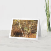 Carte Papillon Bath White, Pontia Daplidice (Devant)
