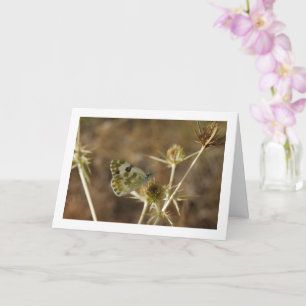 Carte Papillon Bath White, Pontia Daplidice