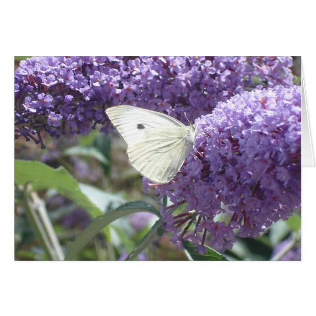 Carte Papillon blanc (Devant Horizontal)