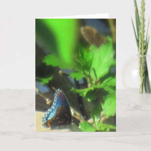 Carte Papillon bleu