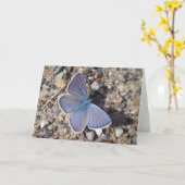 Carte Papillon bleu (Bläuling), en blanc (Fleur jaune)