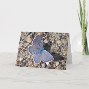 Carte Papillon bleu (Bläuling), en blanc