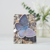 Carte Papillon bleu clair (Debout devant)