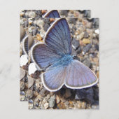 Carte Papillon bleu clair (Devant / Derrière)