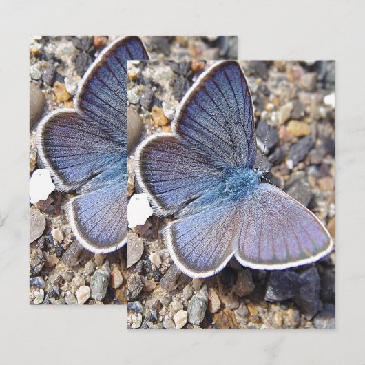 Carte Papillon bleu clair (Devant / Derrière)