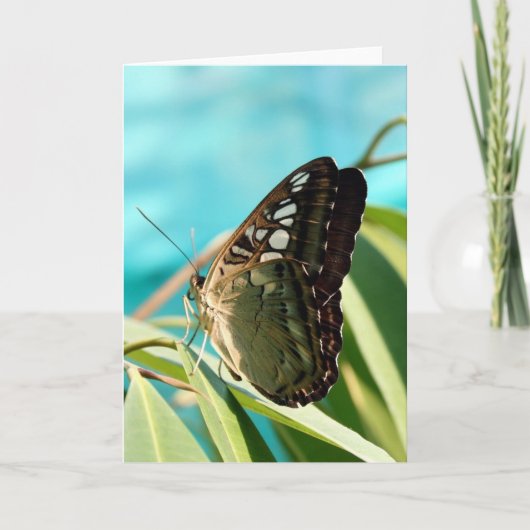 Carte Papillon Brown - Ailes fermées (Devant)