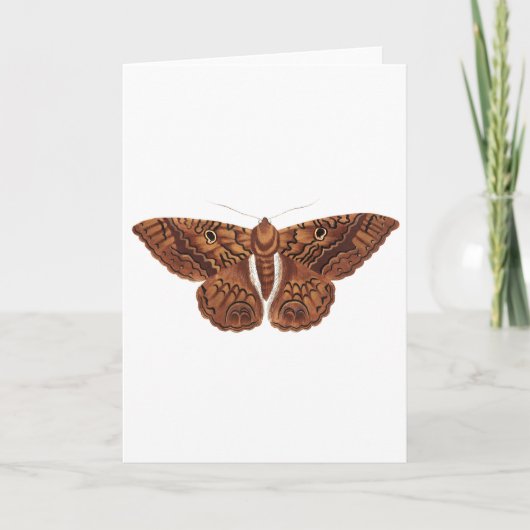 Carte Papillon Brown vintage (Devant)