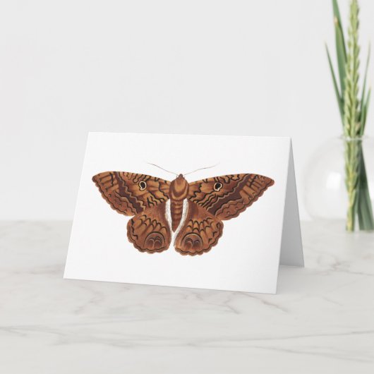 Carte Papillon Brown vintage (Devant)