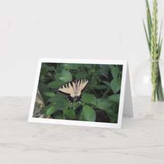 Carte Papillon de jardin