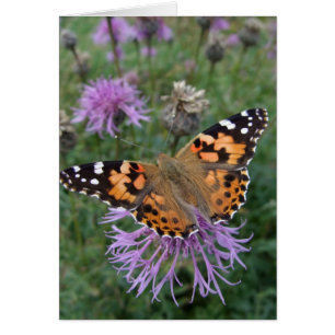 Carte Papillon de la Dame peinte