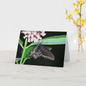 Carte Papillon de nuit noir à Shenandoah (Fleur jaune)